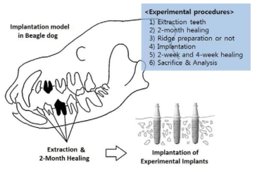 동물실험용 모델 (beagle dog)