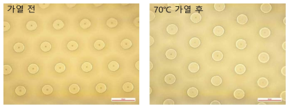 가열 전 후 미세 섬모 구조 이미지 비교