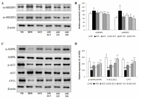 Effects of ASE on m-SREBP1, m-SREBP2, and CPT1 protein expression levels and ACC and AMPKα phosphorylation levels in hepatic tissue.