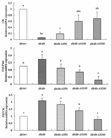 Effect of AS on the gene expression levels of glucose metabolism-regulating enzymes glucokinase (GK), phosphoenolpyruvate carboxykinase (PEPCK), and glucose-6-phosphatase (G-6-Pase) in the liver.