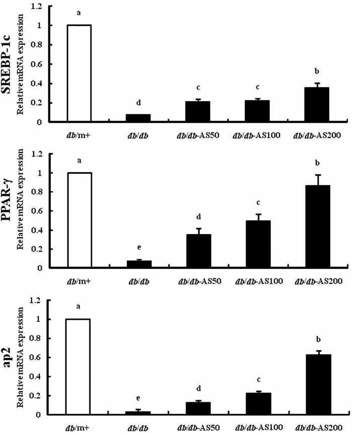 Effect of AS on the gene expression levels of glucose metabolism-regulating enzymes, sterol-regulatory element-binding protein (SREBP)-1c, peroxisome proliferatoractivated receptor γ (PPAR- γ), and adipocyte protein (aP2) in adipose tissue.