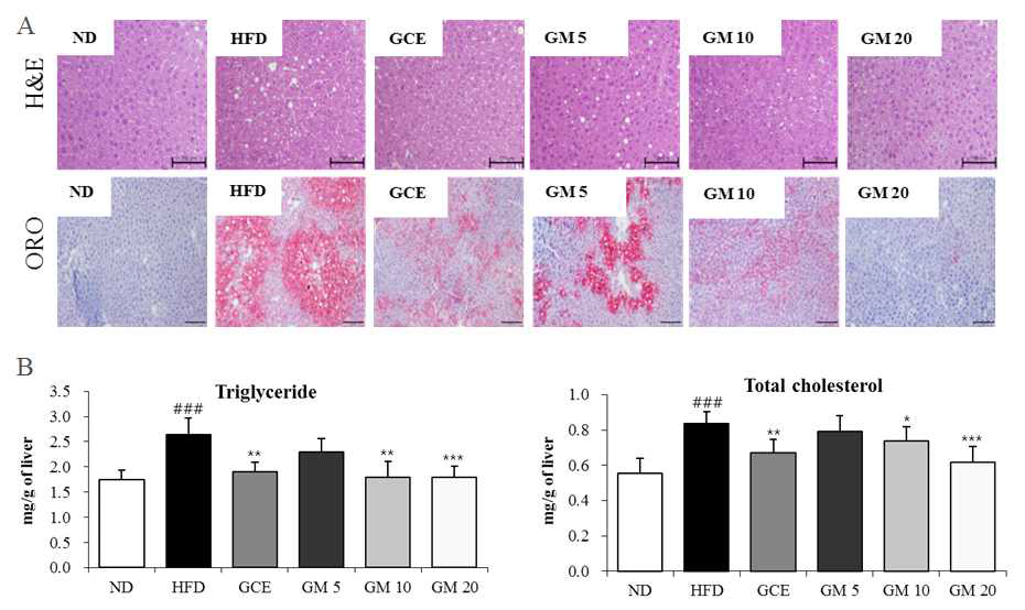 Effect of germacrone (GM) on lipid accumulation in liver tissue.