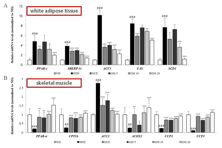 (A) Effects of germacrone (GM) on the expression of genes related to lipid metabolism, including PPAR-γ, SREBP-1c, ACC1, FAS, and SCD1, in epididymal white adipose tissue. (B) Effects of GM on the expression of genes related to lipid metabolism, including PPAR-α, CPT1b, ACC2, ACOX1, UCP2, and UCP3, in skeletal muscle. Relative expression levels were normalized to beta-actin mRNA levels. Values are presented as the means±SE (n = 5–7). ##P <0.01 and ###P <0.001 vs. the normal diet (ND) group. *P < 0.05, **P < 0.01, and ***P < 0.001 vs. the high-fat diet (HFD) group.