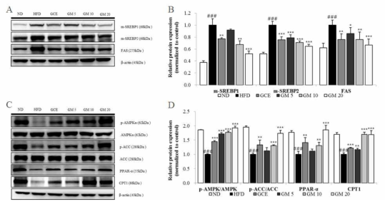 Effects of germacrone (GM) on m-SREBP1, m-SREBP2, FAS, CPT1, and PPAR-α protein expression levels and ACC and AMPKα phosphorylation levels in hepatic tissue.