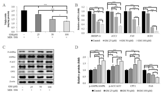 Effects of germacrone on triglyceride accumulation and the expression of fatty acid synthesis-related factors. 3T3-L1 cells were differentiated with induction media either with or without germacrone.