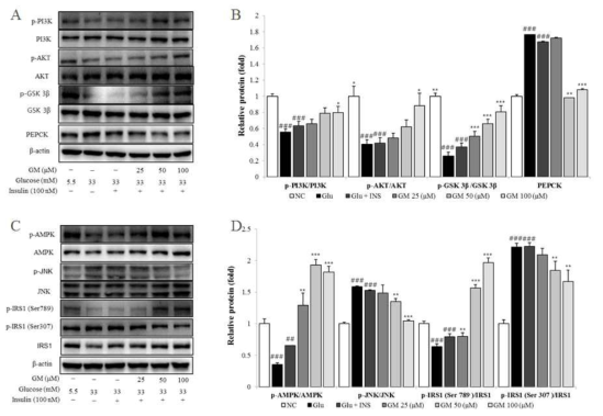 (A and B) GM increases phosphorylated levels of PI3K, AKT, GSK 3β and reduces PEPCK levels in HepG2 cells induced by 33 mM glucose. Western blotting analysis indicates the protein expression of p-PI3K, PI3K, p-AKT, AKT, p-GSK 3β, GSK 3β and PEPCK. (C and D) GM increases phosphorylated levels of AMPK, IRS-l (Ser789) and reduces phosphorylated levels of JNK, IRS-1 (Ser307) in HepG2 cells induced by 33 mM glucose. Western blotting analysis indicates the protein expression of p-AMPK, AMPK, p-JNK, JNK, p-IRS-l (Ser789), IRS-l (Ser789), p-IRS-l (Ser307), and IRS-l (Ser789).