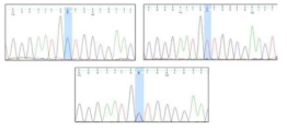 GM609 마커 C/C, T/T, C/T allele 표준품의 sequencing 결과