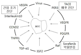 간암 조기진단, 약물반응 및 치료예후 후보 마커