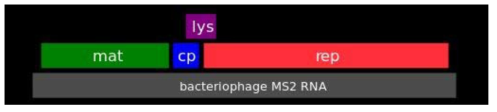 MS2 파지의 유전체 구성