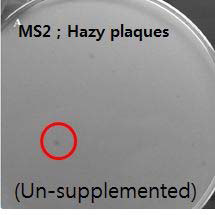 MS2 plaque의 변화 (첨가제를 넣지 않음)