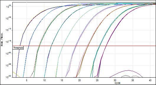 pGL2 벡터의 real-time PCR 증폭 곡선