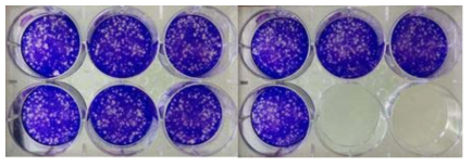 103 희석 (10 replicates, 감염후 72 시간)
