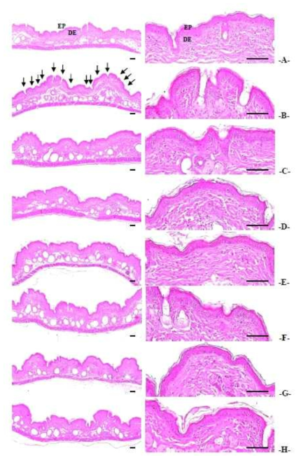The representative histopathological profiles of dorsal back skin tissues(Scale bars = 80 μm)