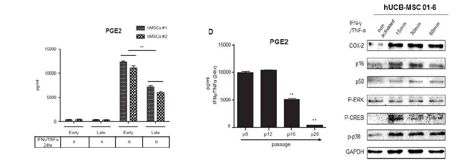 IFN-g와 TNF-ɑ 처치 및 세포 노화에 따른 PGE₂분비량과 관련 인자들의 발현변화