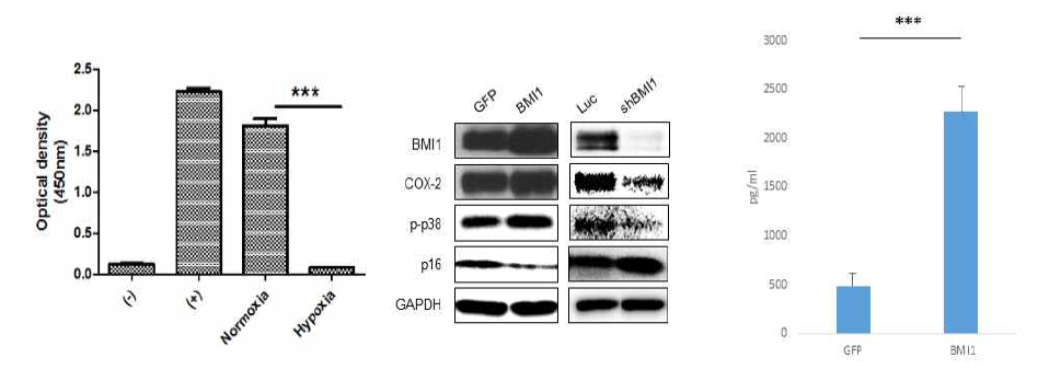 정상산소압과 저산소환경에 미리 노출 후 IFN-g와 TNF-ɑ 처치한 줄기세포 배양액의 염증세포증식억제효과(좌) 및 BMI1 발현조절에 따른 COX-2 발현 및 PGE₂분비 변화(우)