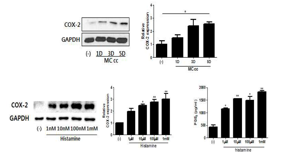 비만세포 과립(상)과 히스타민(하) 처치에 따른 제대혈 유래 중간엽 줄기세포의 COX-2 발현 및 PGE₂분비 변화