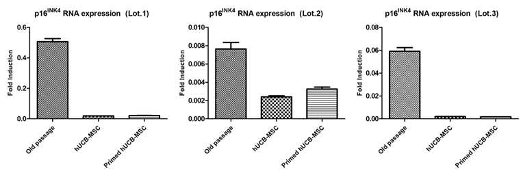 제대혈유래 중간엽줄기세포와 면역특성화 중간엽줄기세포의 p16INK4 발현 확인