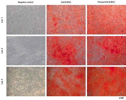 제대혈유래 중간엽줄기세포와 면역 특성화 중간엽줄기세포의 뼈모세포 분화유 도 확인(Alizarin red S staining