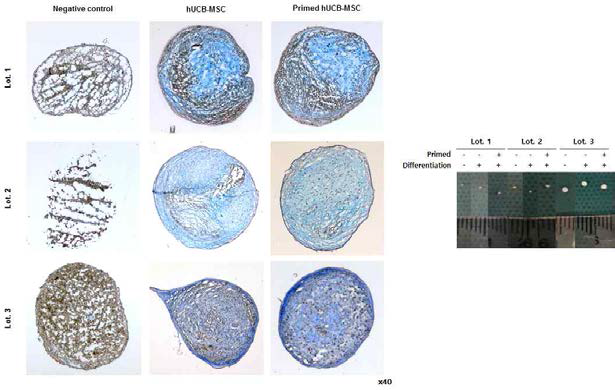 제대혈유래 중간엽줄기세포와 면역특성화 중간엽줄기세포의 연골세포 분화유도 확인(Alcian blue staining)
