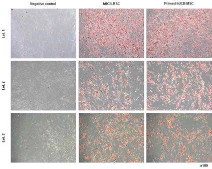 제대혈유래 중간엽줄기세포와 면역 특성화 중간엽줄기세포의 지방세포 분화유도 확인(Oil red O staining)