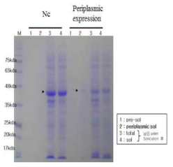 Cytoplasm에서 발현되는 균주와 Periplasm에서 발현되는 균주의 비교