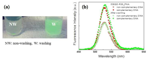 (a) washing 전후 7일 동안 보관된 PNA-QD용액 사진, (b) washing 전후 PNA-QD sample의 target DNA에 따른 형광 세기 차이