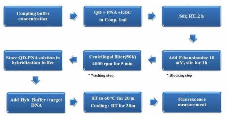 PNA-QD를 이용한 특이 DNA 검출 시스템의 고정화 및 혼성화 단계 모식도