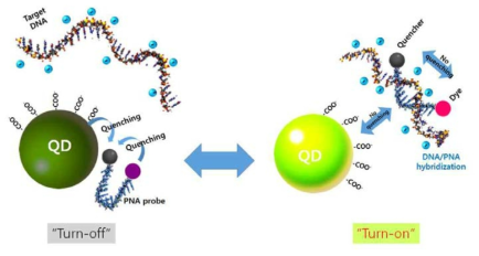 이중 FRET 현상을 이용한 molecular beacon 모델 반응 모식도 (좌) PNA/DNA 비결합시 turn-off 상태, (우) PNA/DNA 결합시 turn-on 상태