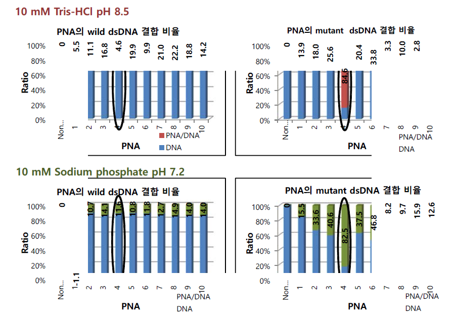 PAGE 상에서 PNA probe의 특이적 결합에 의한 band intensity 변화