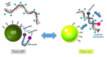 이중 FRET 현상을 이용한 molecular beacon 모델 반응 모식도 (좌)PNA/DNA 비결합시 turn-off 상태, (우) PNA/DNA 결합시 turn-on 상태