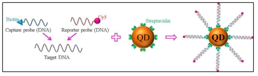 avidin-biotin 결합을 이용한 single QD DNA sensor 제작 모식도