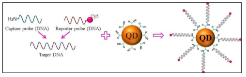 COOH-NH2 결합을 이용한 single QD DNA sensor 제작 모식도