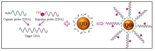 reporter probe DNA2를 이용한 single QD DNA sensor 제작 모식도