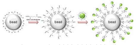 bead의 표면개질과 양자점의 집적화 모식도.