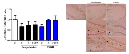 Effect of fermented Laminaria extract on protein levels of CREB in hippocampus.