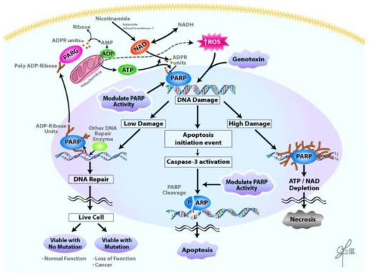 PARP in cell apoptosis