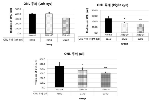 청색광 유도 동물모델(10,000 lux 조사 회수 증가)의 ONL 두께 결과