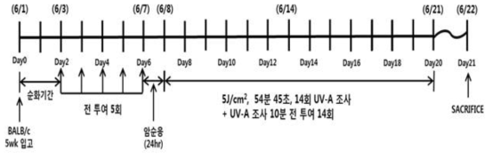 UV-A(5J/㎠) 유발 들쭉분획물(HP20) 동물실험 스케줄