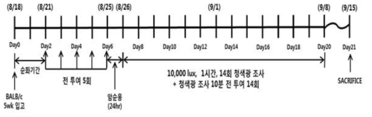 청색광(10,000lux) 유발 황반변성 동물모델을 이용하여 단일물질(No.1:Quercetin)의 예방효능을 알아보기 위한 실험 스케줄