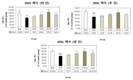 UV-A(5J/㎠) 유발 동물모델 안구조직의 ONL 핵 수