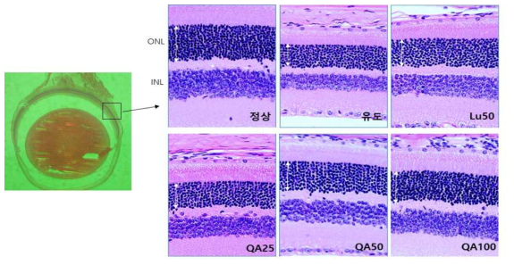 청색광(10,000lux) 유발 동물모델의 안구조직 H&E 염색결과