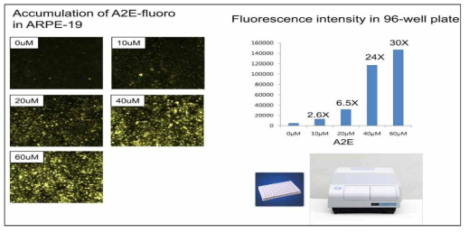 A2E 세포내 축적 후 사진결과 및 형광도 측정 확인 결과