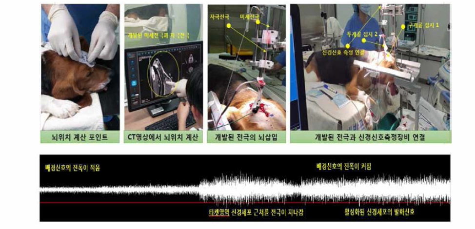 중동물 실험을 통한 통합 전극 타게팅 검증 실험.