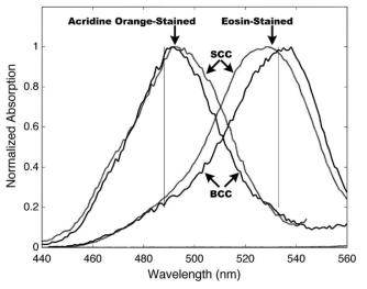 Acridine orange 또는 Eosin으로 염색된 암조직에서의 흡광도 스펙트럼