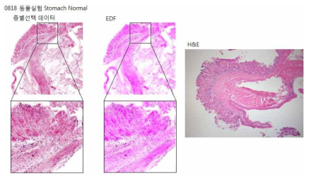 동물 stomach 정상조직의 개발 장비 이미지(左, 中) 및 광학현미경 이미지(右)