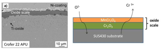 (a) 800 ℃의 공기 중에서 1,000시간동안 산화시킨 후 산화층이 형성 된Crofer 22 APU(ThyssenKrupp VDM datasheet), (b) 페라이트계 강 기판위 에 형성된 겹산화물층