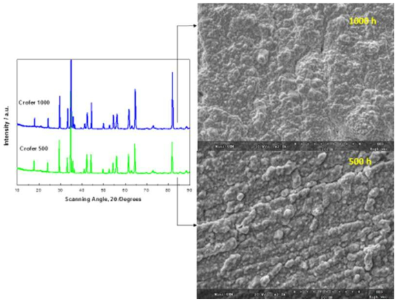 800 ℃의 공기분위기에서 500 시간 및 1,000시간 산화 시험 후 Croffer 22 APU 위에 형성된 스케일 표면의 SEM 및 XRD 분석 결과