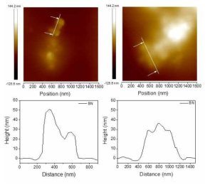 Pristine BN의 AFM 측정 결과