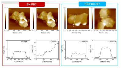표면 관능화 된 BN의 AFM 측정 결과
