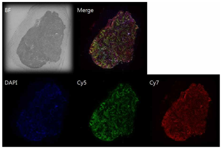 융합장비에 장착된 개발 형광현미경으로 얻은 형광이미지
